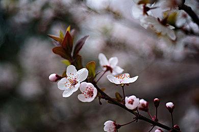 慈善包网站泄露《荣耀战魂》新英雄kyoshin  角色于7月22日公布